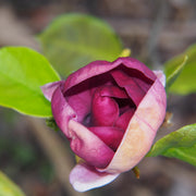 rosenmagnolia 'Genie'PBR