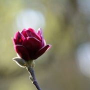 rosenmagnolia 'Genie'PBR