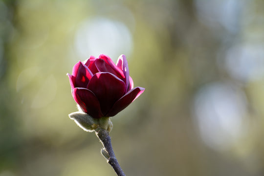 rosenmagnolia 'Genie'PBR