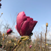 rosenmagnolia 'Genie'PBR