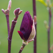 rosenmagnolia 'Genie'PBR