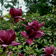 rosenmagnolia 'Genie'PBR