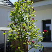 rosenmagnolia 'Genie'PBR