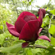rosenmagnolia 'Genie'PBR