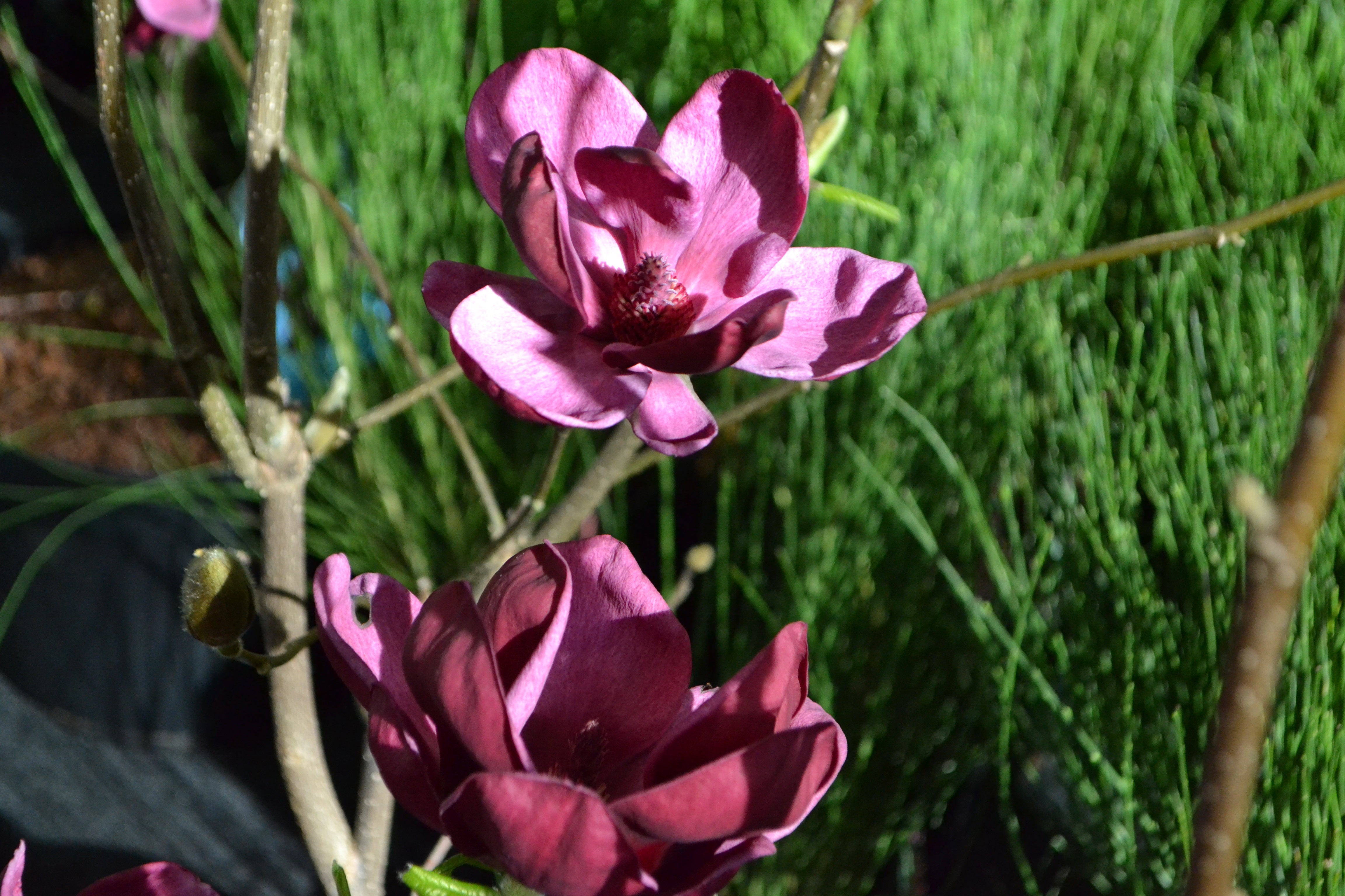 rosenmagnolia 'Genie'PBR