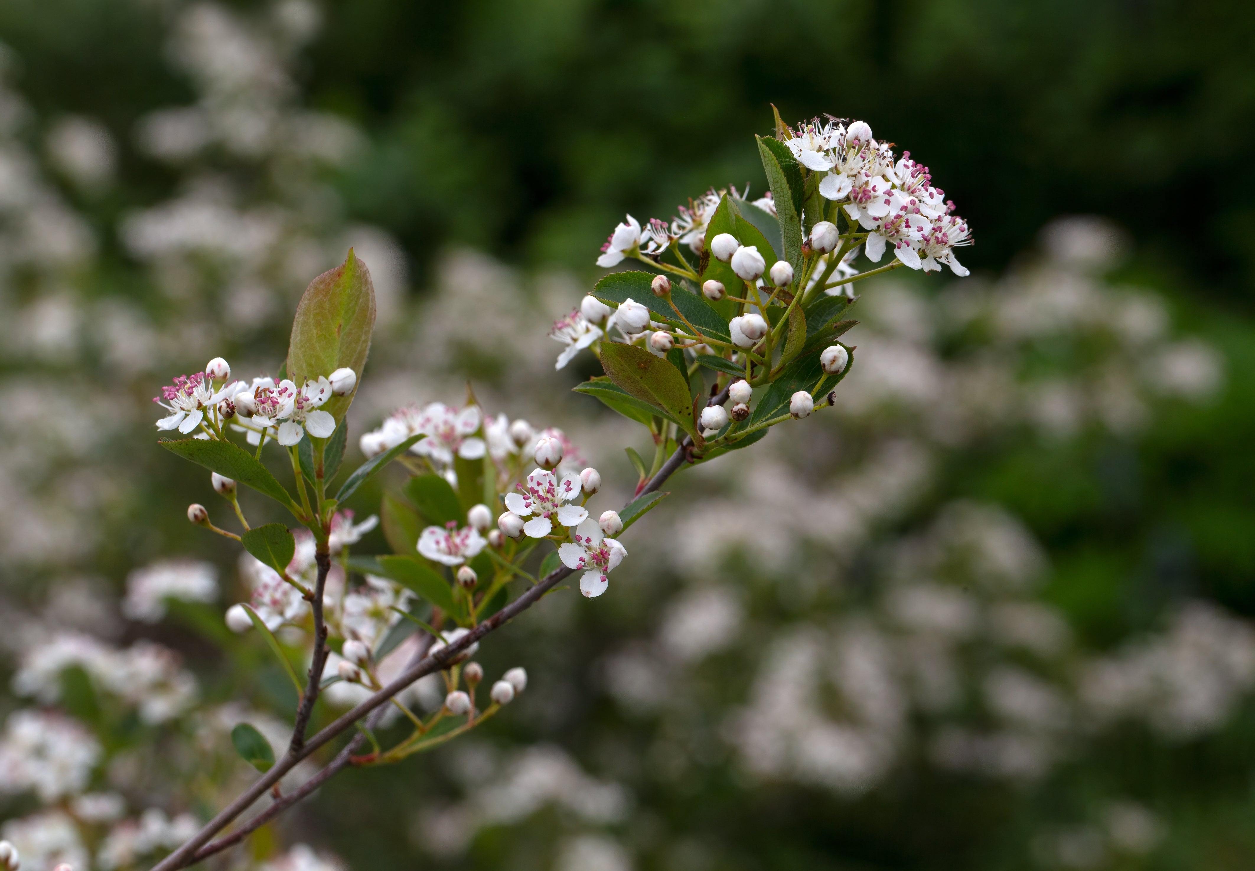 svartaronia 'Hugin' E