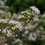 svartaronia 'Hugin' E