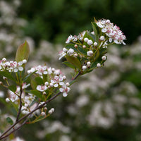 svartaronia 'Hugin' E
