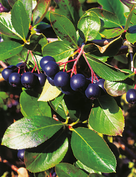 svartaronia 'Hugin' E