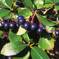 svartaronia 'Hugin' E