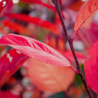 svartaronia 'Hugin' E