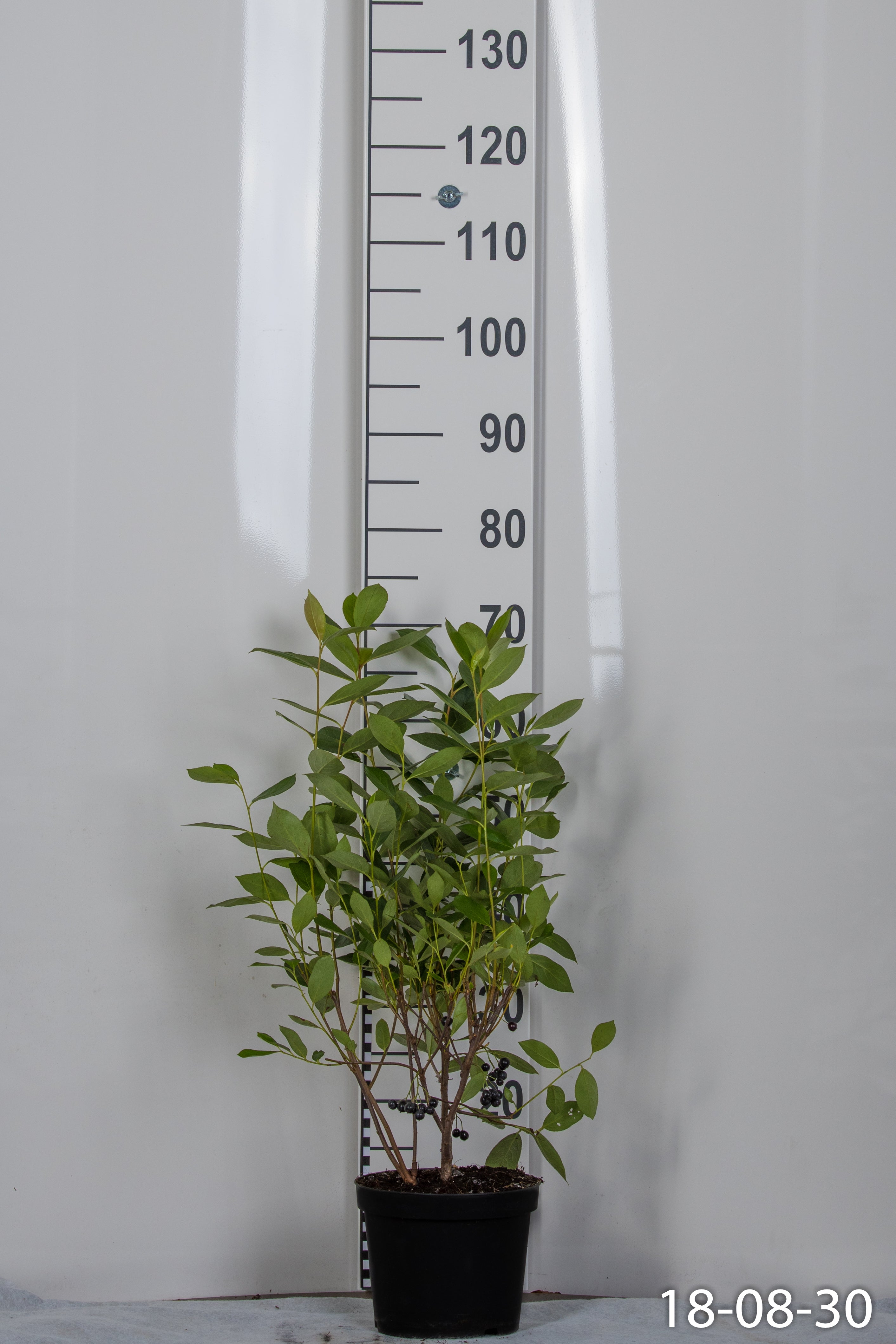 svartaronia 'Hugin' E