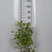 svartaronia 'Hugin' E