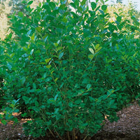 slånaronia 'Elata'