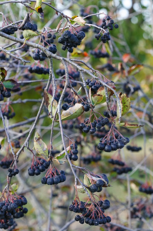 slånaronia 'Elata'