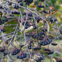 slånaronia 'Elata'