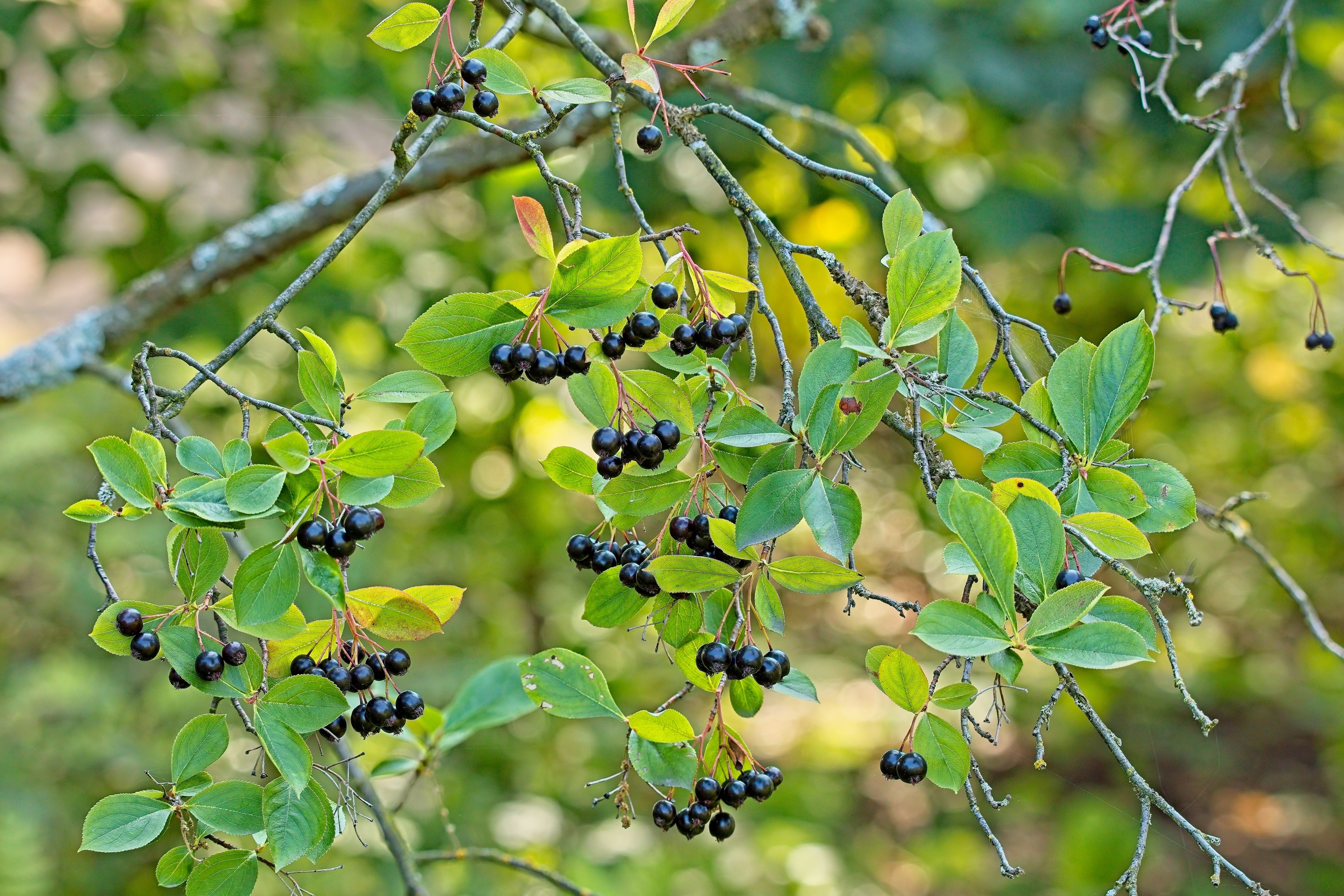 slånaronia 'Elata'