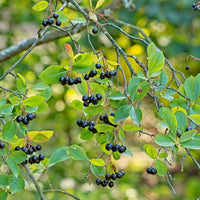 slånaronia 'Elata'