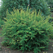 häckberberis