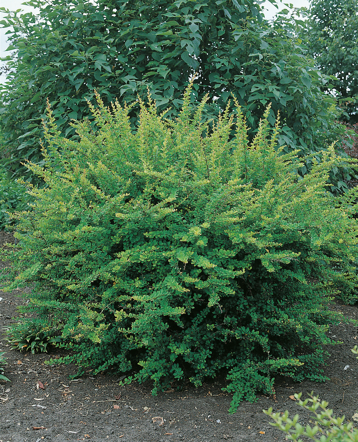 häckberberis