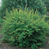 häckberberis