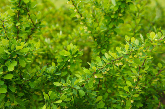 häckberberis