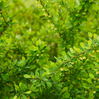 häckberberis