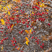häckberberis