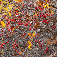 häckberberis