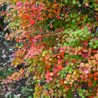 häckberberis