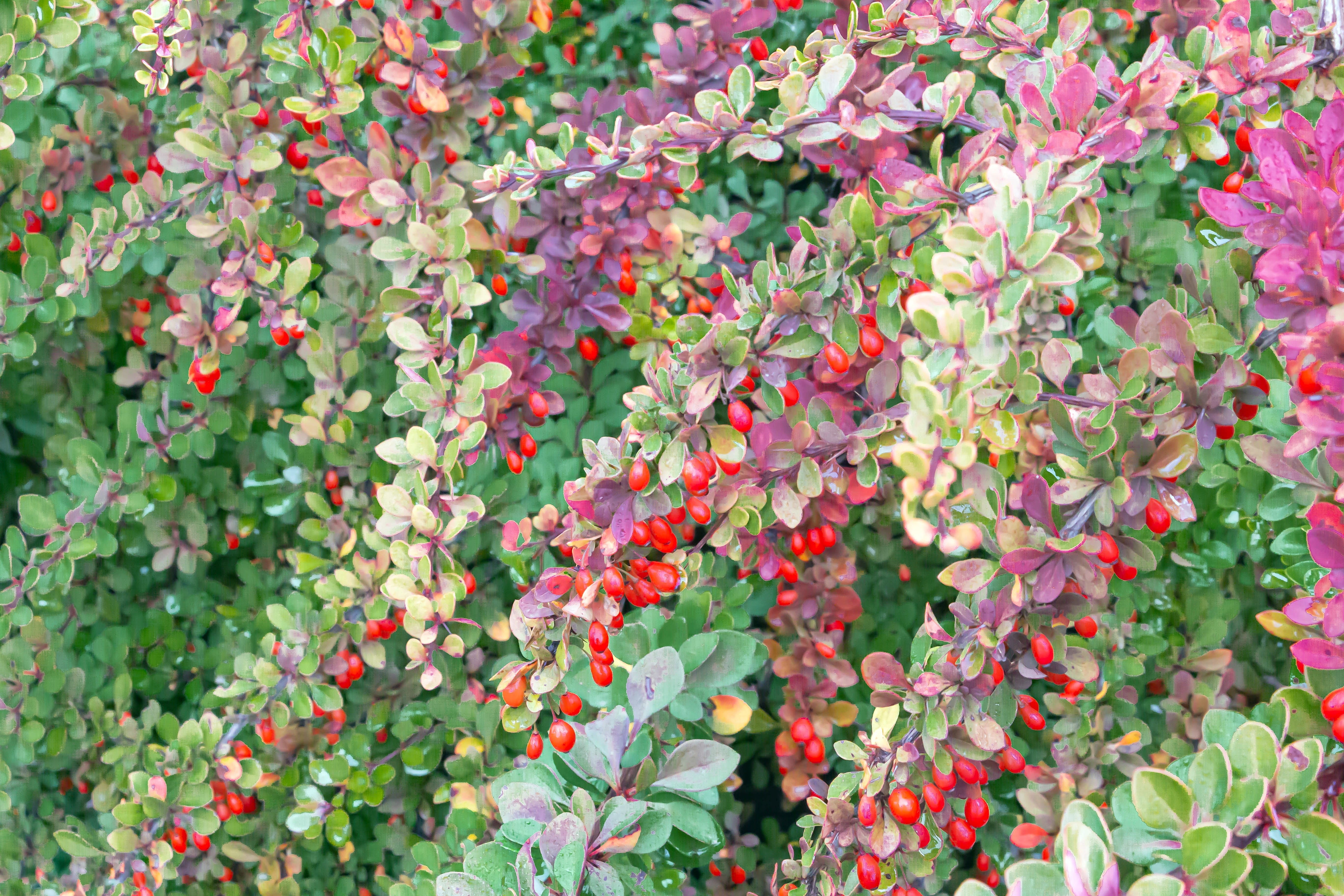 häckberberis