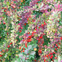 häckberberis