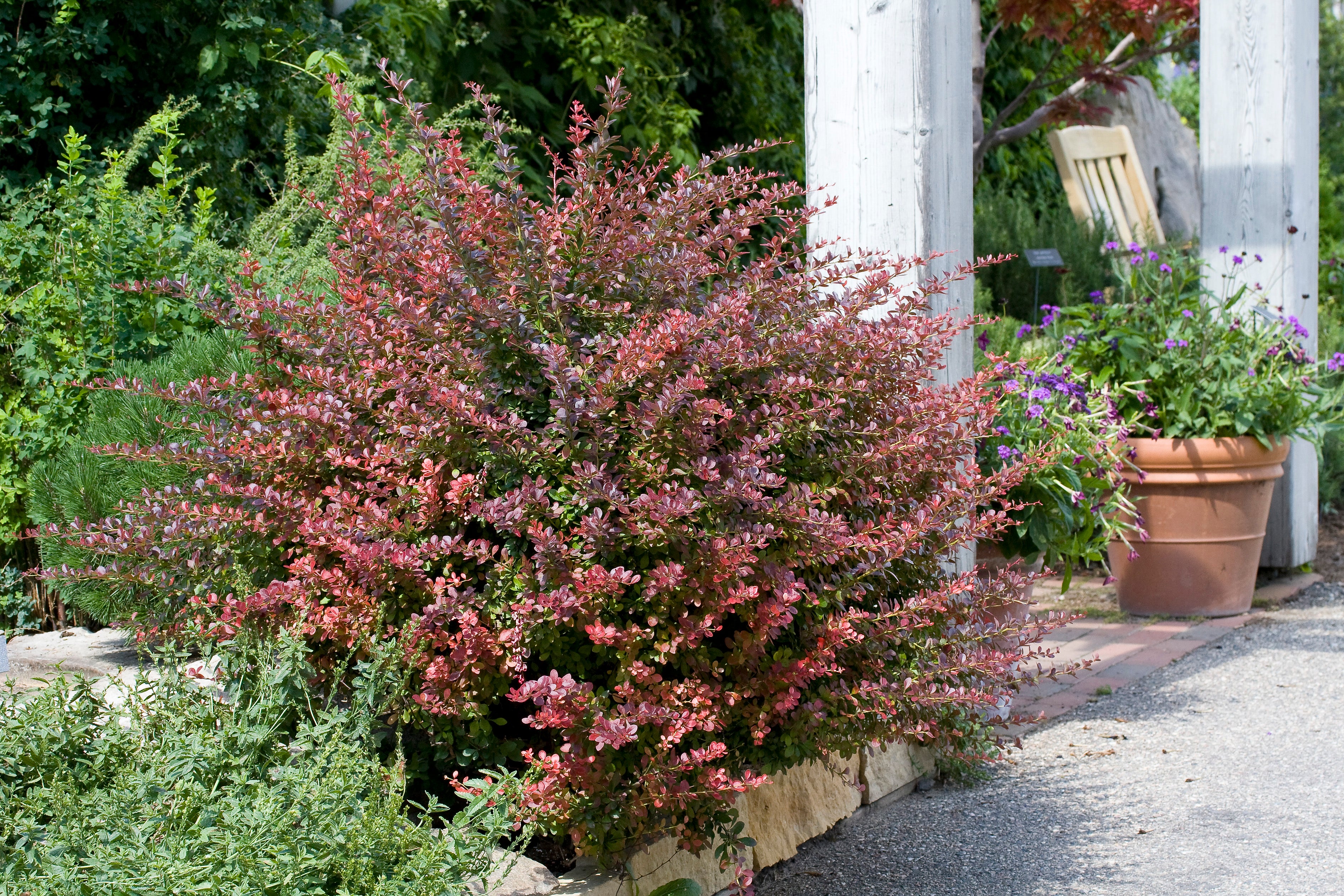 röd häckberberis 'Atropurpurea'