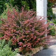 röd häckberberis 'Atropurpurea'