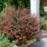 röd häckberberis 'Atropurpurea'