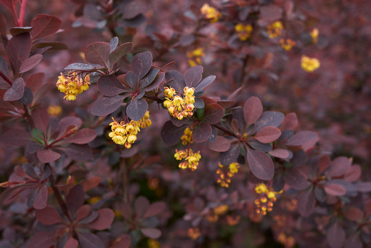 röd häckberberis 'Atropurpurea'