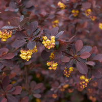 röd häckberberis 'Atropurpurea'
