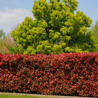 röd häckberberis 'Atropurpurea'