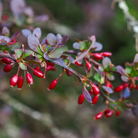 röd häckberberis 'Atropurpurea'
