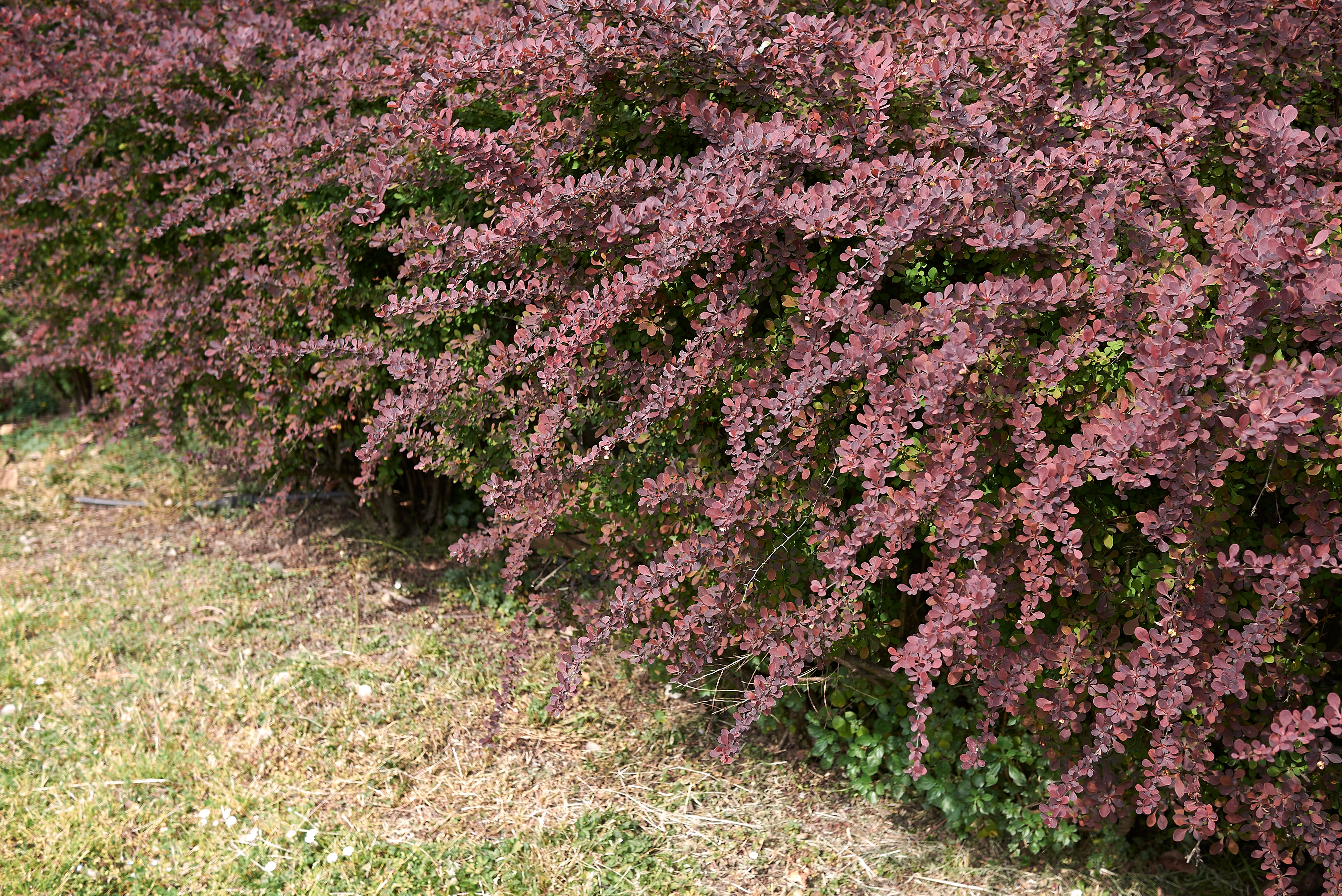 röd häckberberis 'Atropurpurea'