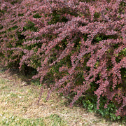 röd häckberberis 'Atropurpurea'