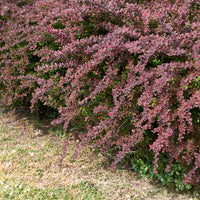 röd häckberberis 'Atropurpurea'