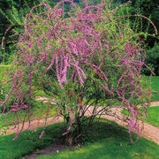 sommarbuddleja