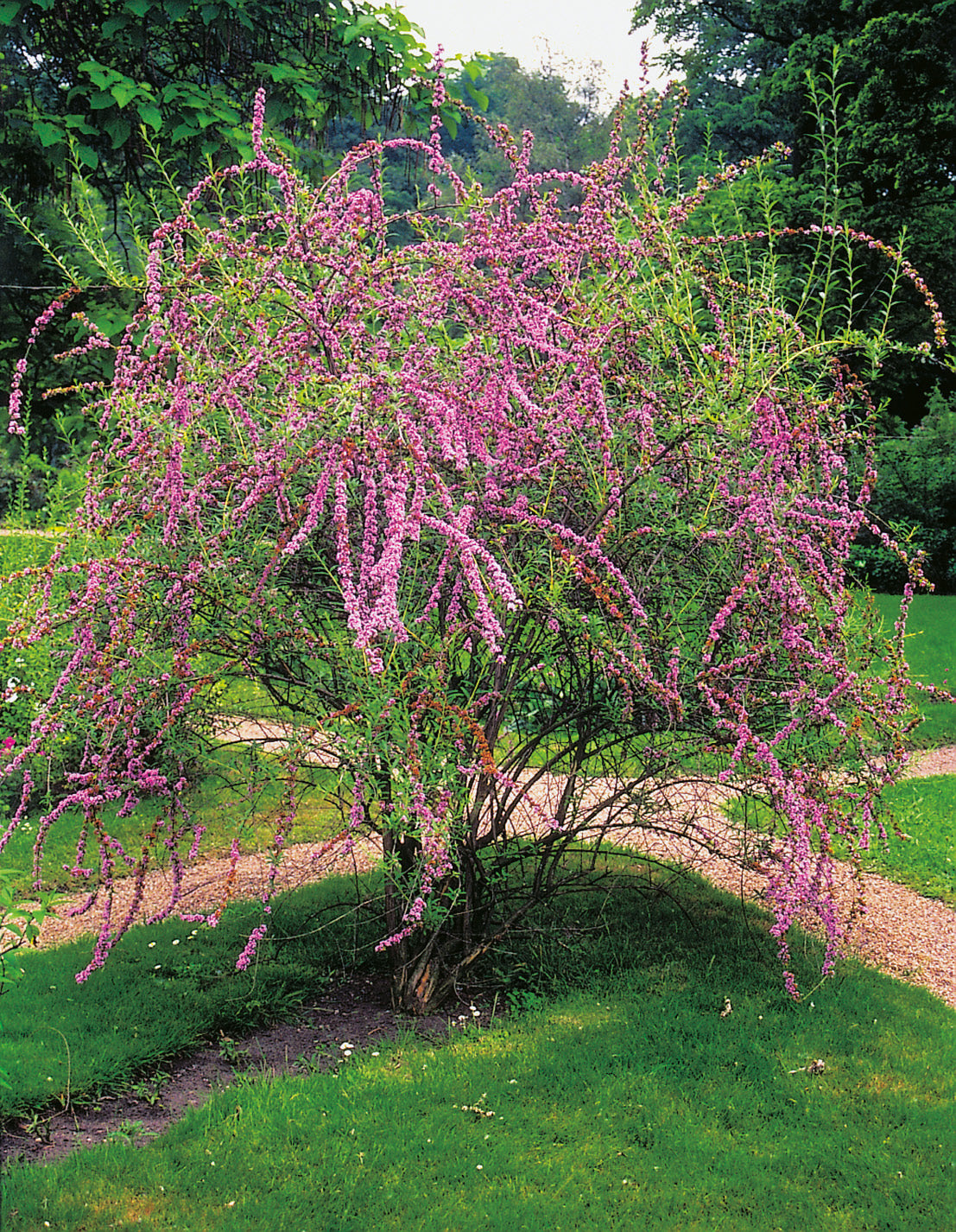 sommarbuddleja