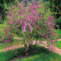 sommarbuddleja
