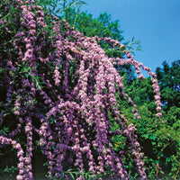 sommarbuddleja