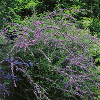 sommarbuddleja