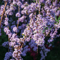 sommarbuddleja