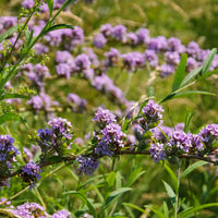 sommarbuddleja