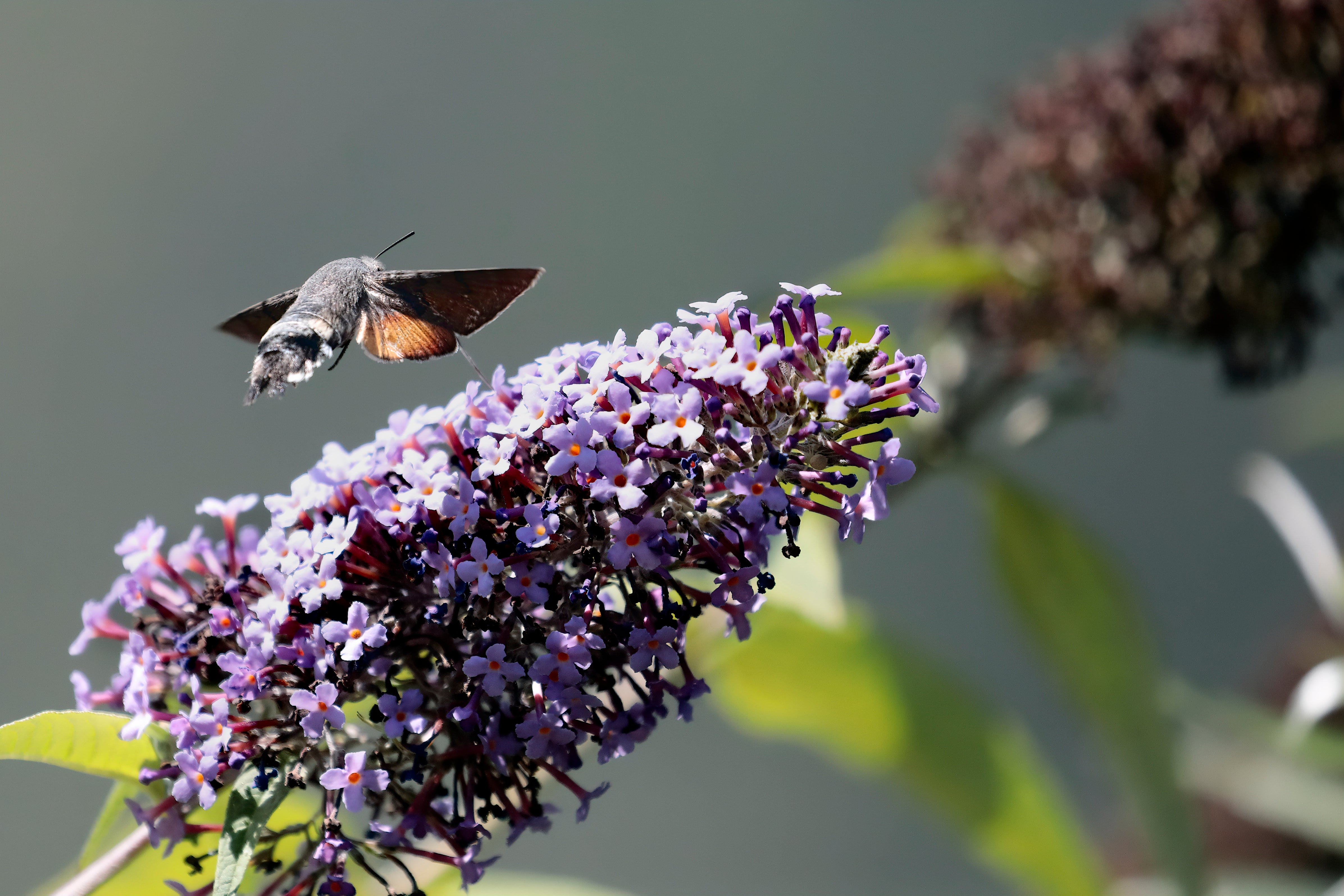 sommarbuddleja